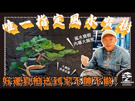 針柏樹風水|真柏樹風水：為家居帶來財運與幸福的綠意守護者 – 植物盆栽綠寶典